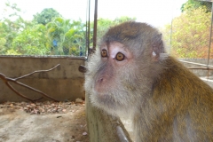 Thaïlande, île Koh Samui, macaque