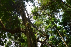 Thaïlande, île Koh Samui, lianes dans un arbre