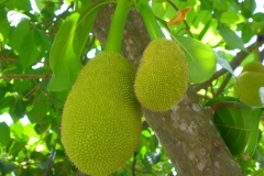 Thaïlande, île Koh Samui, fruit jacquier
