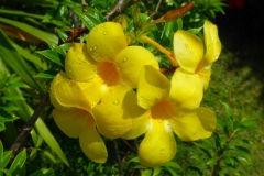 Thaïlande, île Koh Samui, fleur jaune, allamanda