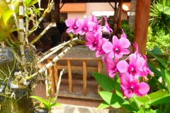Thaïlande, île Koh Samui, orchidées roses