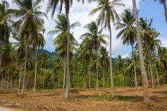 Thaïlande, île Koh Samui, cocotiers et cocoteraie
