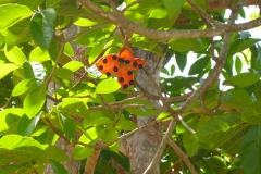 Thaïlande, île Koh Samui, Capsule de Sterculia coccinea (Sterculiacées), un petit arbre fleur orange et graines noires