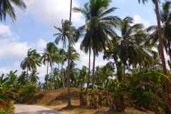Thaïlande, île Koh Samui, cocotiers