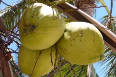 Thaïlande, île Koh Samui, noix de coco