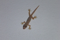 Thaïlande, île Koh Samui, Chaweng gecko