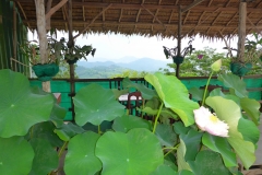 Thaïlande, Phuket, lotus rose