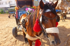 Tunisie, Djerba cheval et tour de calèche