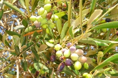 Tunisie, Djerba olives vertes et olives noires