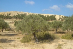 Tunisie, Hammamet Nabeul, arrière pays, oliviers