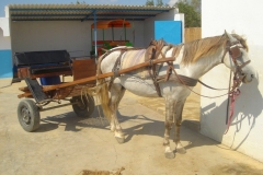 Tunisie, Hammamet Nabeul, Cheval et carriole