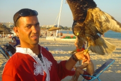 Tunisie, Hammamet Nabeul, plage et rapace
