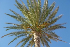 Tunisie, Hammamet Nabeul, dattier palmier