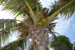 Floride, USA, Marathon Key, Sombrero beach et ses noix de coco : les tropiques !