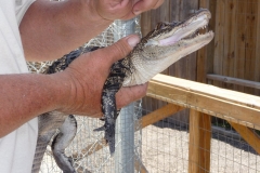 Floride, USA, Everglades, bébé alligator