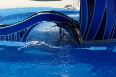 Floride, USA, Orlando, Seaworld, le dauphin saute et plonge