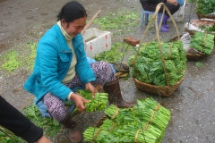 Vietnam, vendeuses de légumes et d'herbes aromatiques