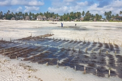 Zanzibar - Jambiani culture algues