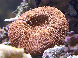 Corail artichaut du lagon