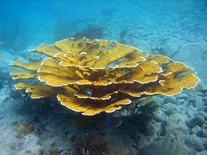 Corail corne d'lan du lagon