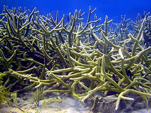 Corail corne de cerf du lagon