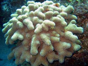 Corail doigt
