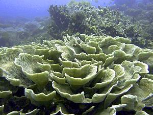 Corail laitue du lagon