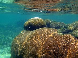 Corail massif starlette du lagon