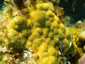 Corail moutarde du lagon