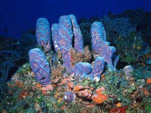 Corail tube du lagon