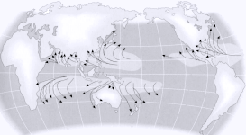 Trajectoires mondiales des cyclones, typhons