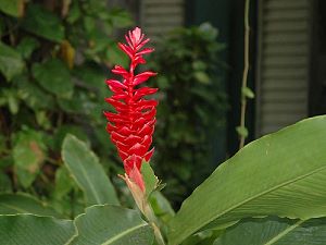 Les fleurs exotiques des îles tropicales qui bordent les plages