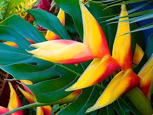 Les fleurs exotiques des îles tropicales qui bordent les plages