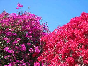 Bougainvilliers