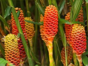 Les fleurs exotiques des îles tropicales qui bordent les plages