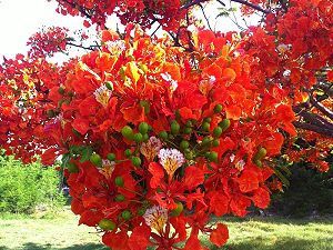 Les fleurs exotiques des îles tropicales qui bordent les plages