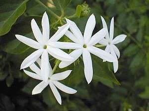 Les fleurs exotiques des îles tropicales qui bordent les plages