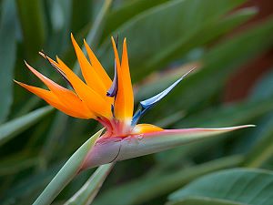 Oiseau de paradis