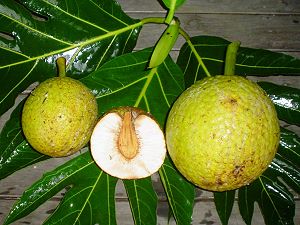 Fruit de l'arbre  pain