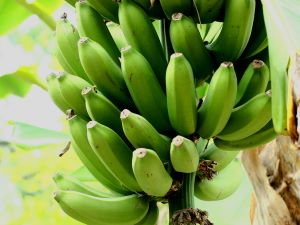 Bananes - fruit exotique
