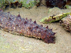 Holothurie ou Concombre de mer