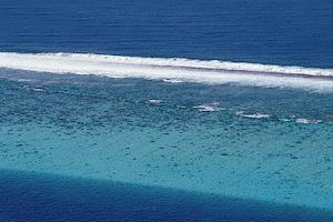 Platier de corail, protection des petits poissaux tropicaux