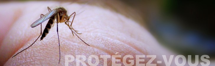 Moustique Tigre Chikungunya, Zika et Dengue
