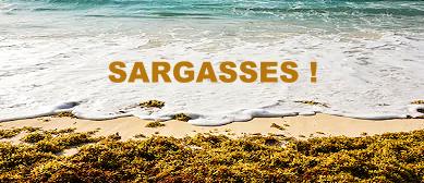 Algues sargasses sur les plages de La Barbade