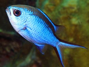 poisson castagnole ou chromis