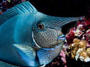 Poisson chirurgien nazon