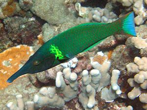 Poisson oiseau