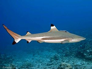 Poisson requin pointe noire