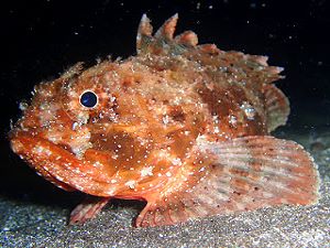 Poisson scorpion rascasse