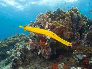 Poisson trompette jaune